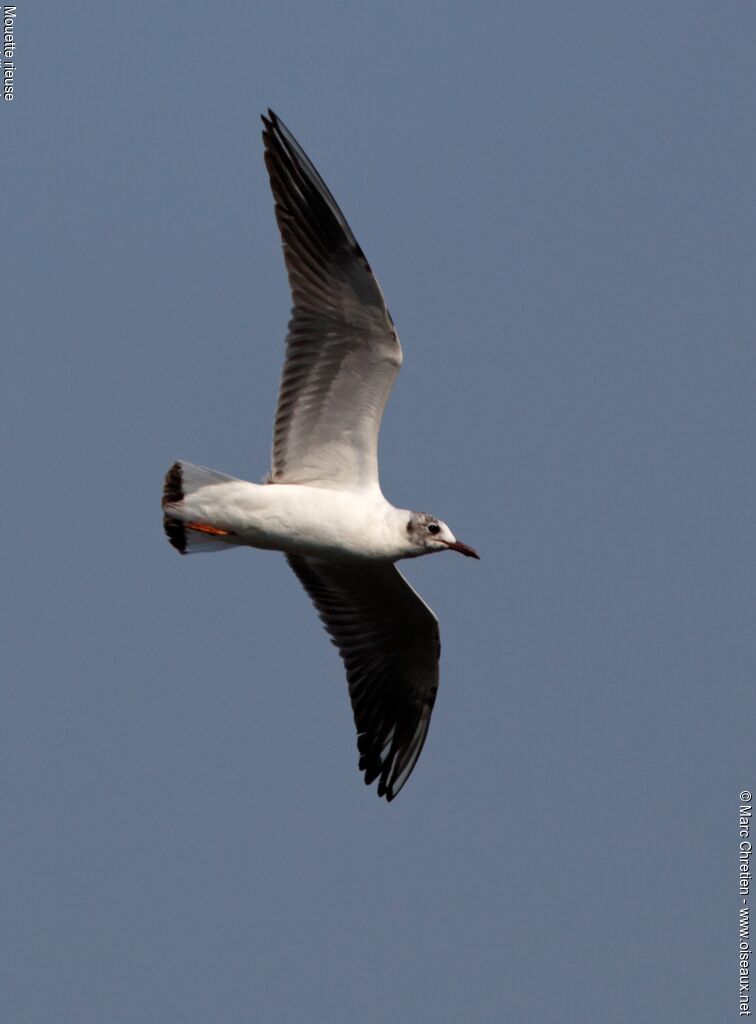 Mouette rieuse mâle