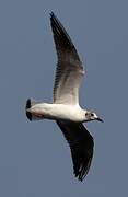 Black-headed Gull