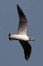 Mouette rieuse