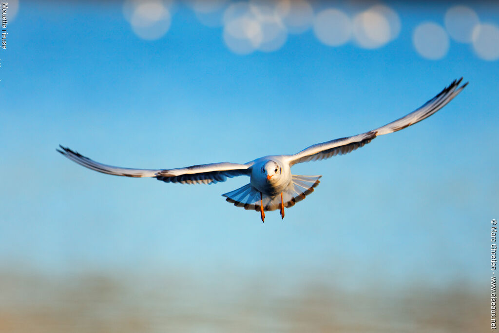 Mouette rieuse