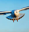 Mouette rieuse