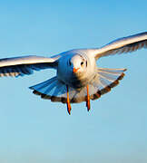 Black-headed Gull