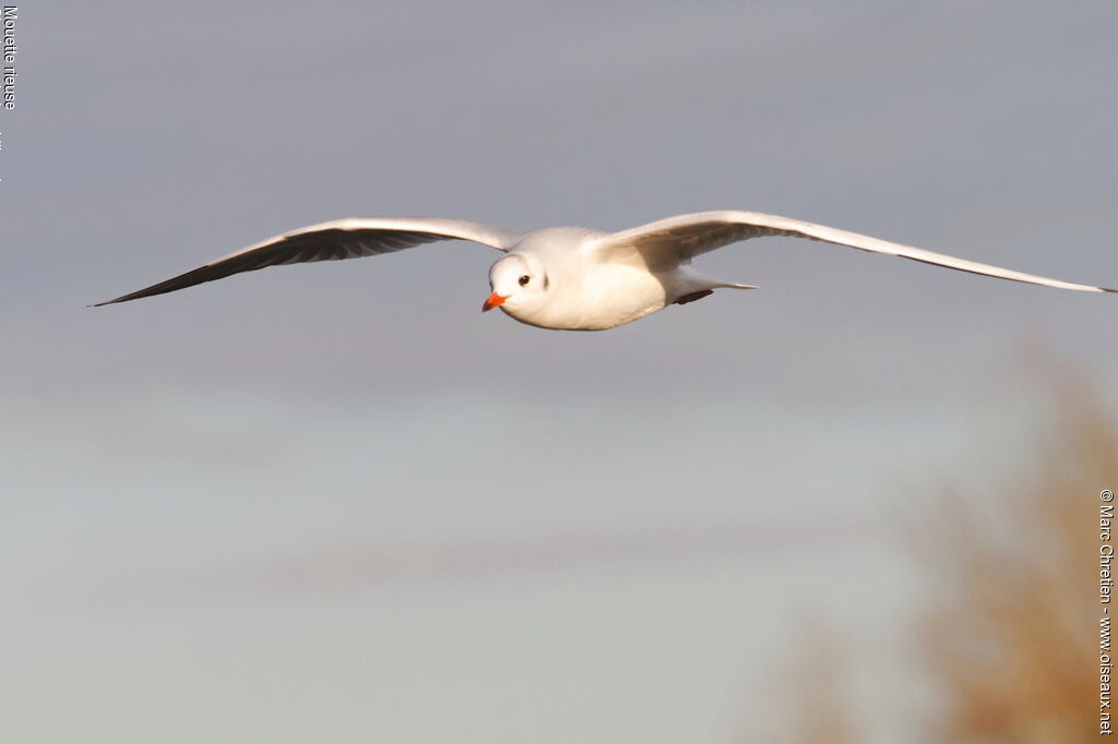 Black-headed Gull