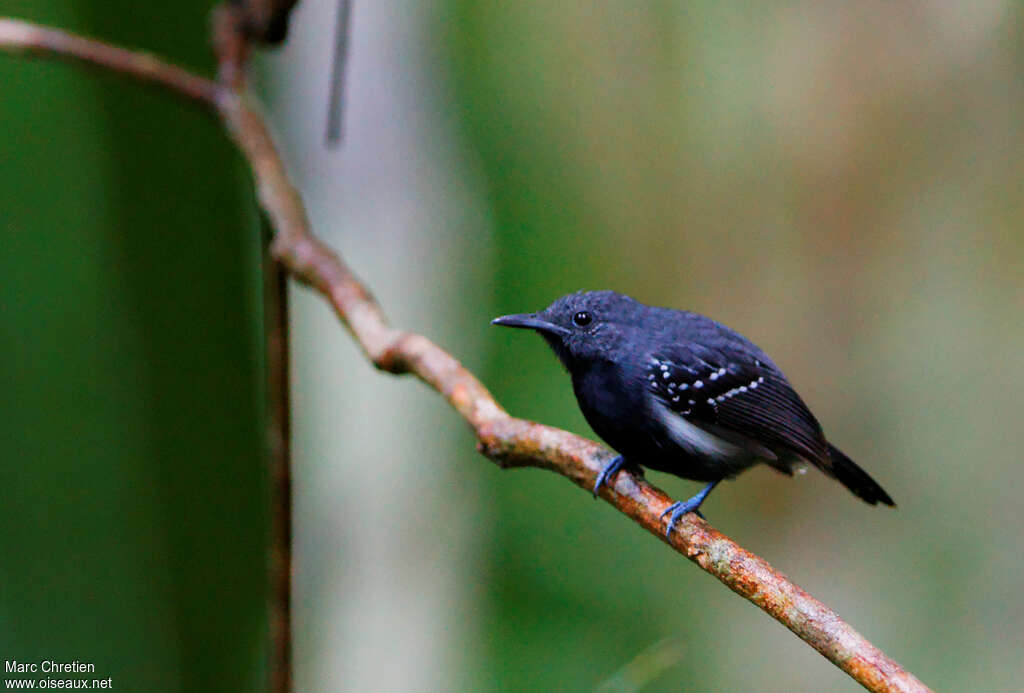 White-flanked Antwren male adult, identification