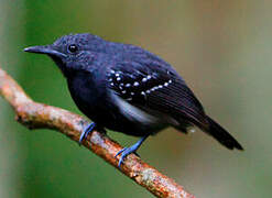 White-flanked Antwren