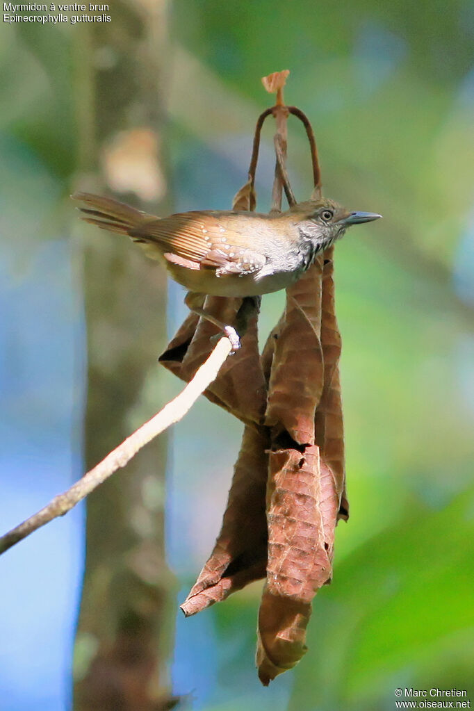 Brown-bellied Antwren female adult, identification