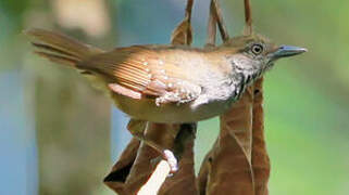 Brown-bellied Antwren