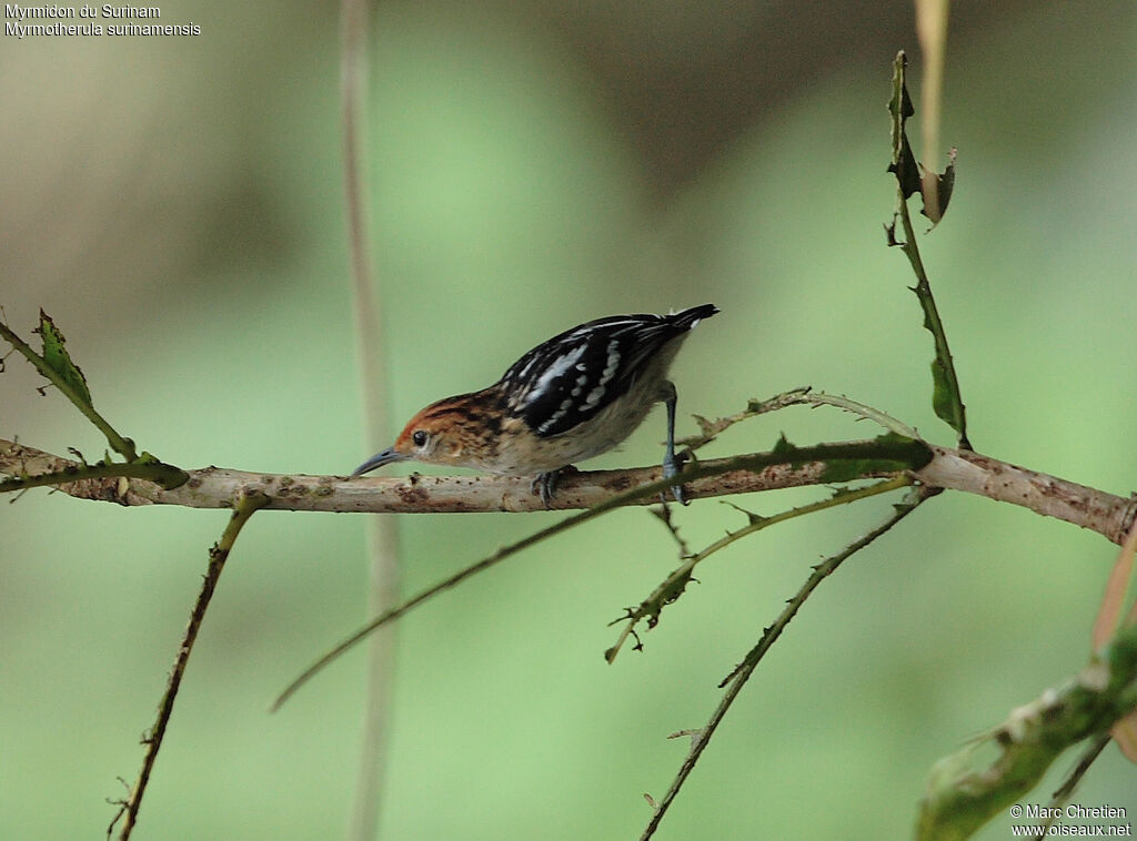 Guianan Streaked Antwren female