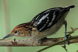 Guianan Streaked Antwren