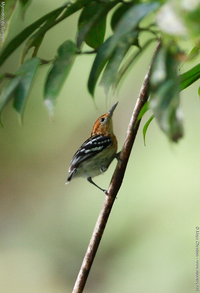 Guianan Streaked Antwren female