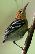 Guianan Streaked Antwren