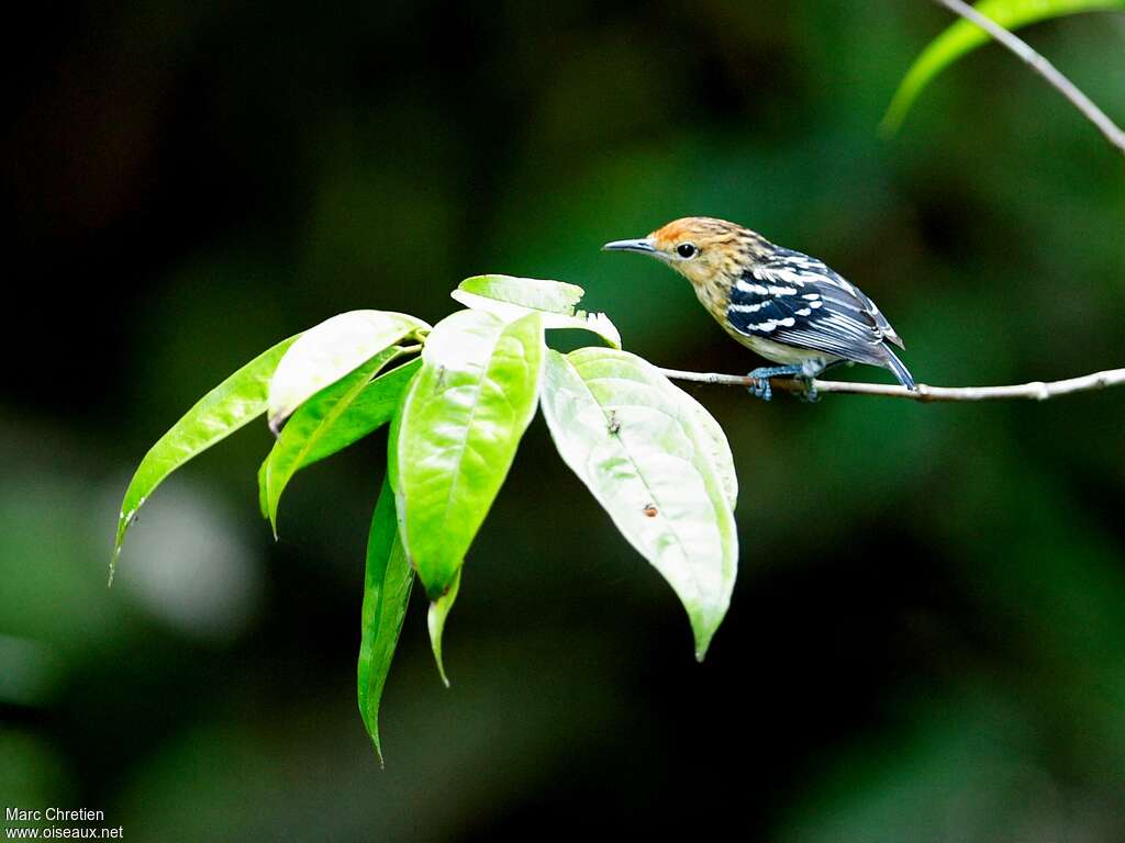 Guianan Streaked Antwren female adult, identification