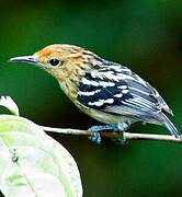 Guianan Streaked Antwren