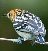 Guianan Streaked Antwren