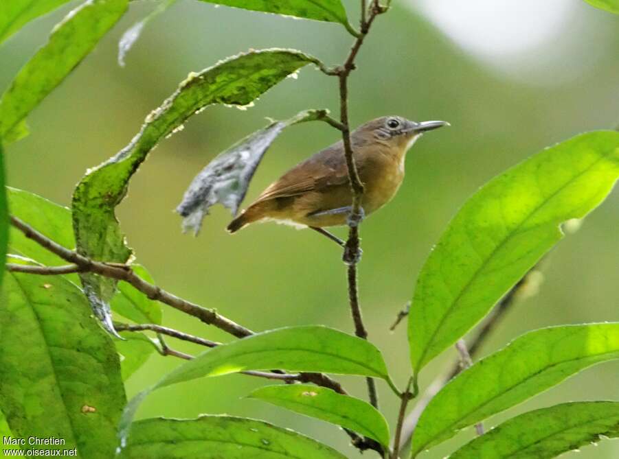 Grey Antwren female adult, identification