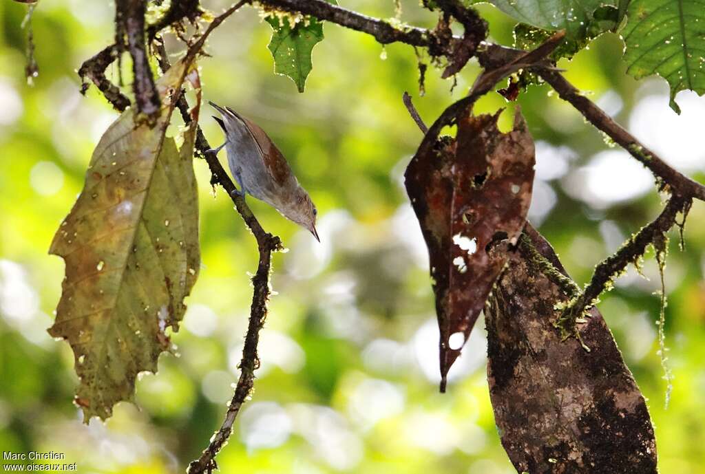 Long-winged Antwren female, identification