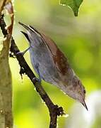 Long-winged Antwren