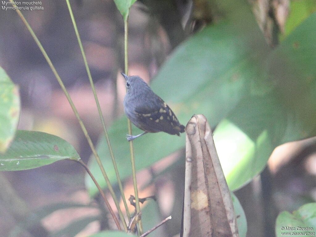 Rufous-bellied Antwren