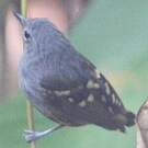 Myrmidon moucheté