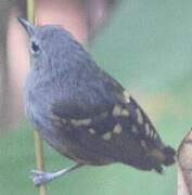 Rufous-bellied Antwren