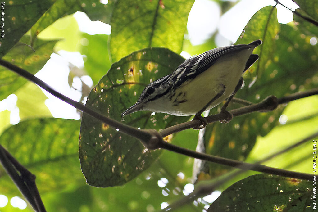 Pygmy Antwren male adult