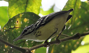 Pygmy Antwren