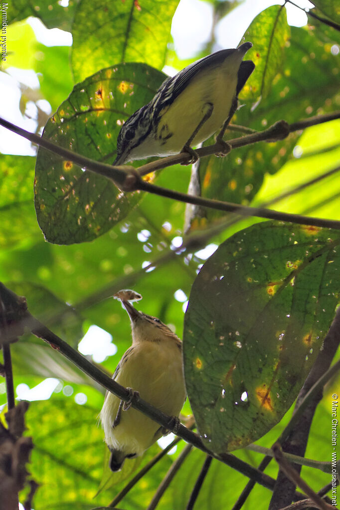 Pygmy Antwren