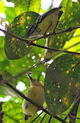 Pygmy Antwren