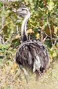 Greater Rhea