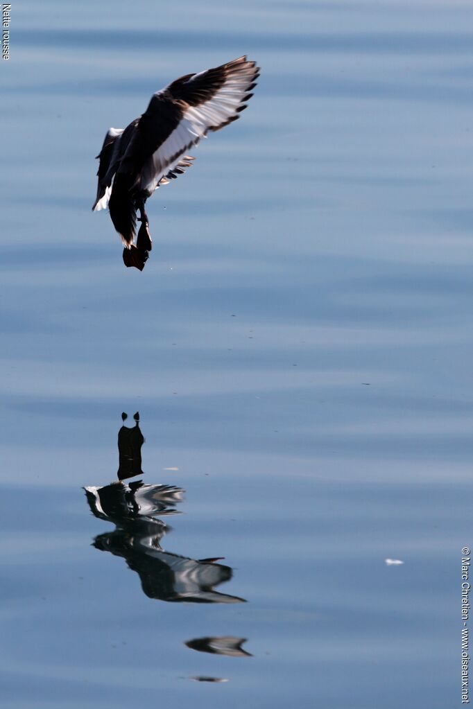 Red-crested Pochard