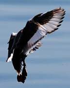 Red-crested Pochard