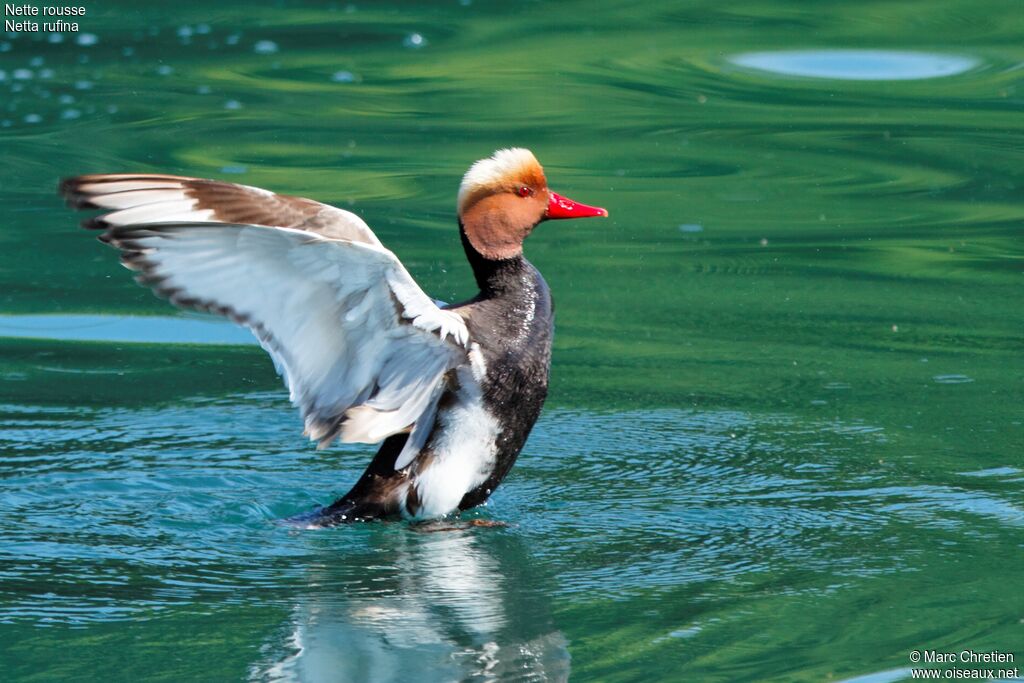 Red-crested Pochard