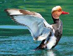 Red-crested Pochard