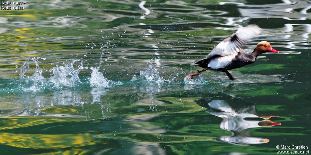 Red-crested Pochard