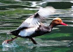 Red-crested Pochard