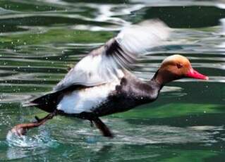 Nette rousse