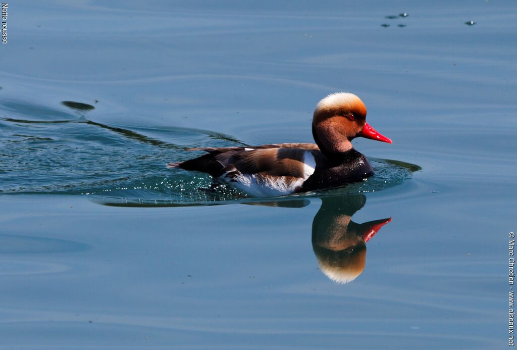 Red-crested Pochard