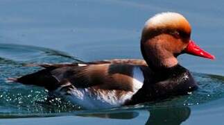 Red-crested Pochard