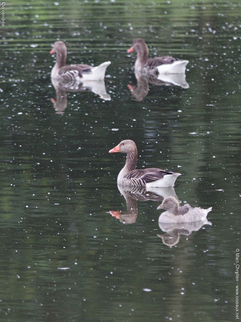 Greylag Goose