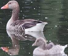 Greylag Goose