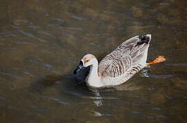 Swan Goose