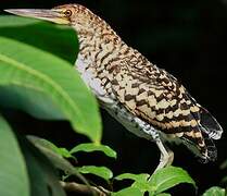 Rufescent Tiger Heron