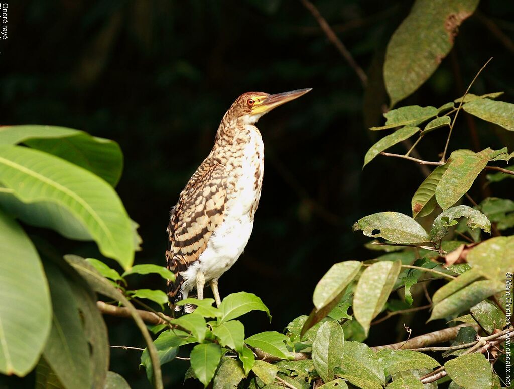 Rufescent Tiger Heronjuvenile