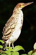 Rufescent Tiger Heron