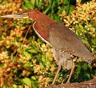 Rufescent Tiger Heron