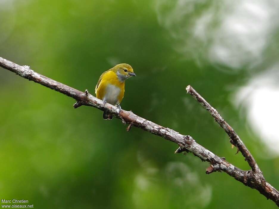 White-vented Euphonia female adult, identification