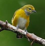 White-vented Euphonia