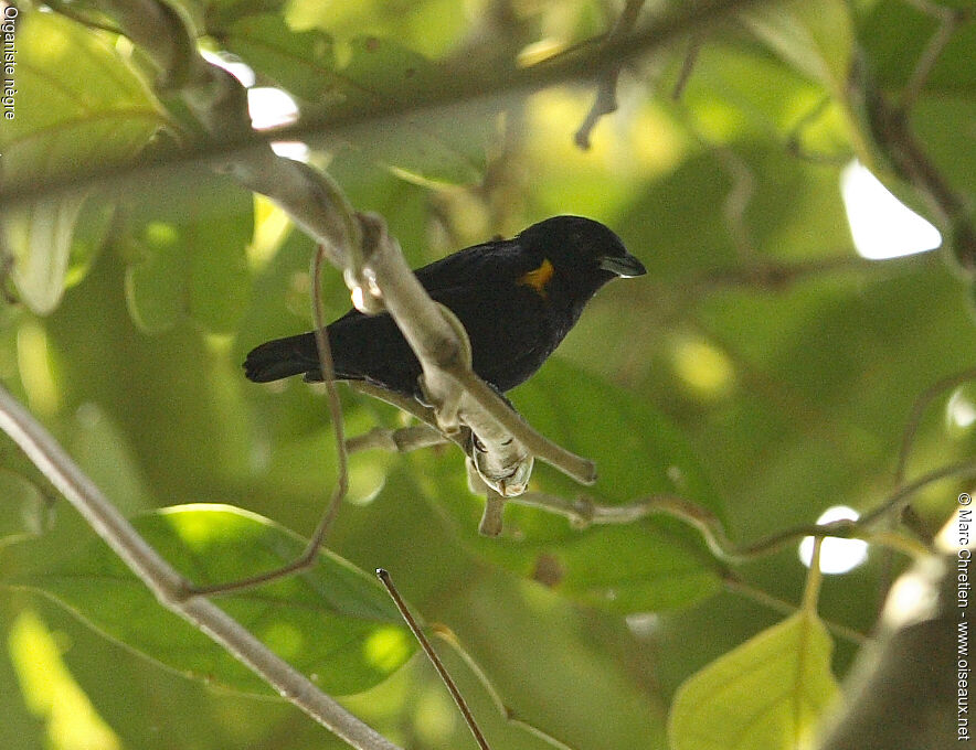 Golden-sided Euphonia