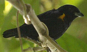 Golden-sided Euphonia