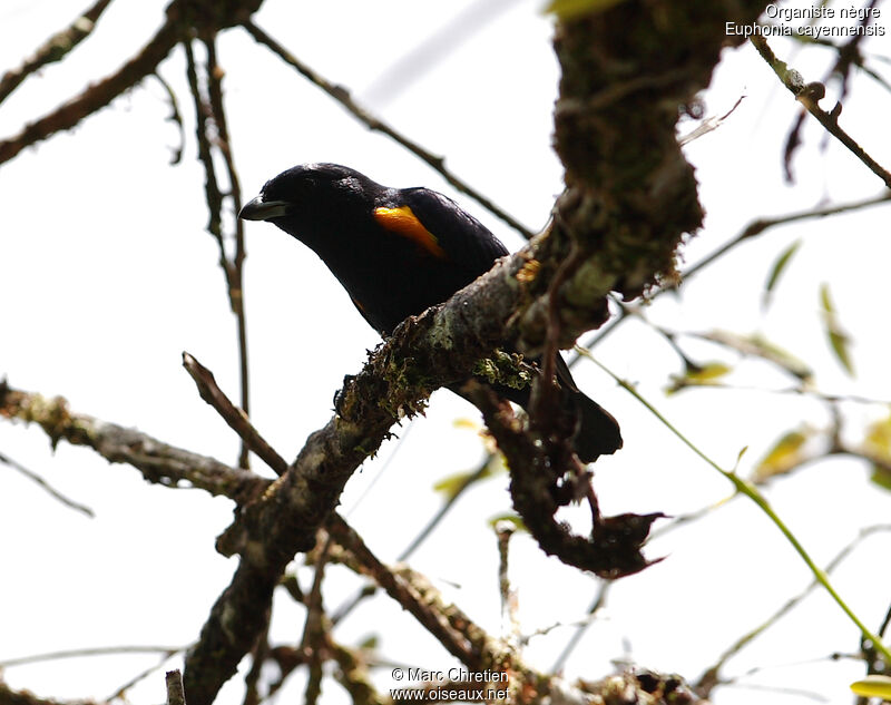 Golden-sided Euphonia male
